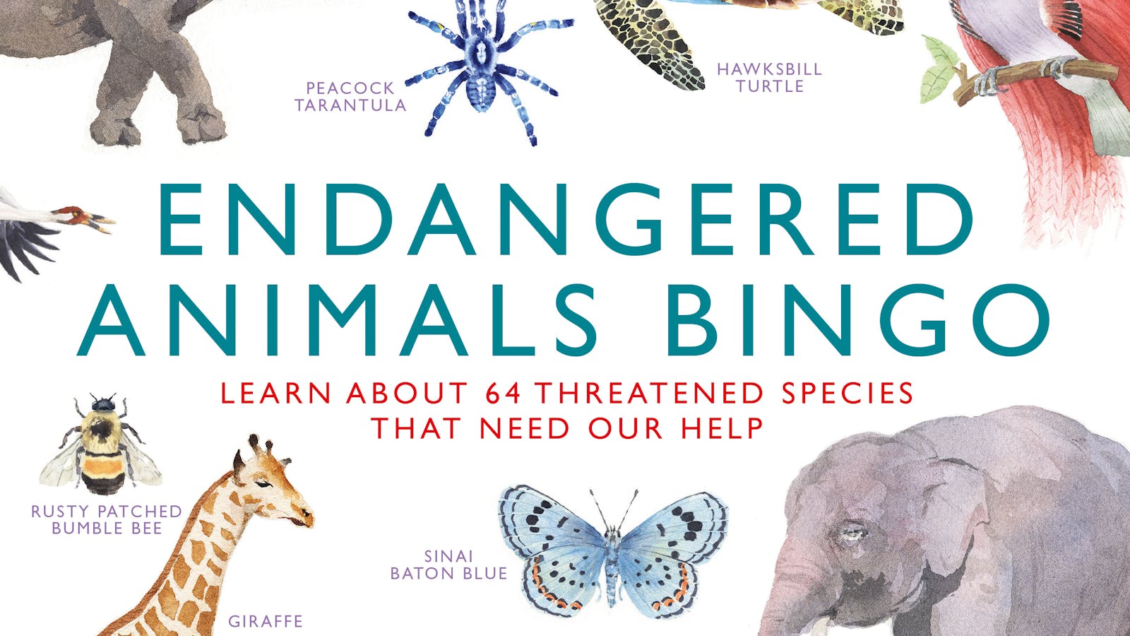 Endangered Animals Bingo: Learn About 64 Threatened Species That Need Our  Help by Magma Publishing Ltd - Books - Hachette Australia